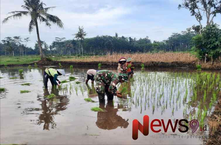 Foto: Koptu Nyono Winardi, melaksanakan pendampingan penanaman padi. @by_News9.id