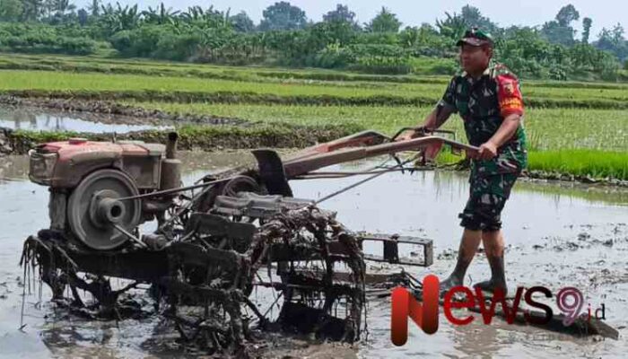 Babinsa Kaliboto Kidul Dampingi Petani Olah Lahan untuk Tingkatkan Produktivitas Padi