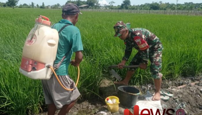 Tingkatkan Produktivitas Padi, Babinsa Tegalrego Dukung Petani Lakukan Perawatan Tanaman Padi