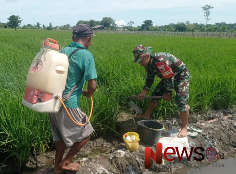 Foto: Praka Iwan Elfiriyanto, melaksanakan pendampingan penyemprotan hama dan penyiangan gulma. @by_News9.id