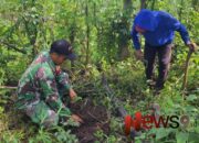 Jaga Kelestarian Lingkungan Babinsa Kebonagung Bersama Warga Laksanakan Penanaman Pohon Sukun 