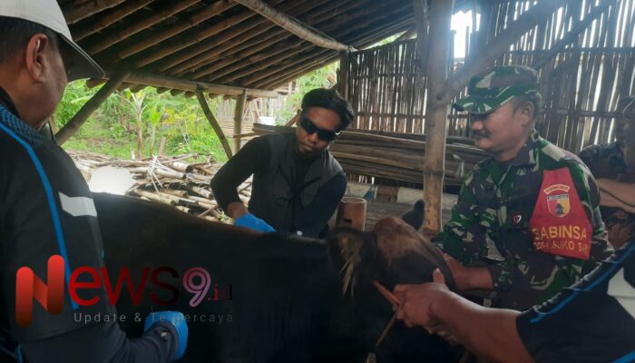 Lindungi Sapi dan Kambing, Babinsa Sukosari Dampingi Vaksinasi Ternak Warga 