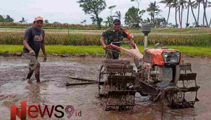 Sinergisitas TNI dan Petani: Babinsa Tempeh Kidul Percepat Luas Tambah Tanam