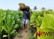 Industri Rokok Lokal Madura Dongkrak Ekonomi Warga