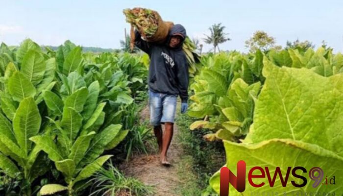 Industri Rokok Lokal Madura Dongkrak Ekonomi Warga