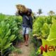 Foto: Salah seorang petani tembakau yang mendukung keberadaan pengusaha rokok lokal, @by_News9.id