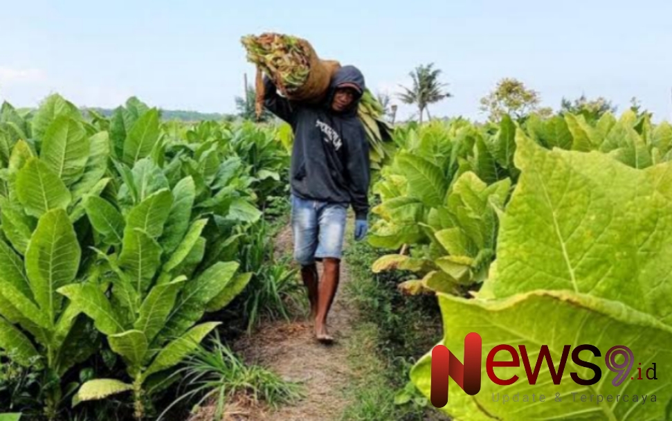 Foto: Salah seorang petani tembakau yang mendukung keberadaan pengusaha rokok lokal, @by_News9.id