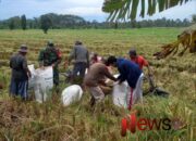 Panen Padi di Wilayah: Babinsa Sumbersuko Berperan Aktif dalam Pendampingan Petani