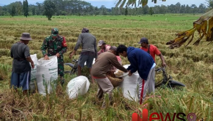 Panen Padi di Wilayah: Babinsa Sumbersuko Berperan Aktif dalam Pendampingan Petani
