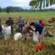 Foto: Serda Warsono Efendy, melaksanakan pendampingan panen padi. @by_News9.id