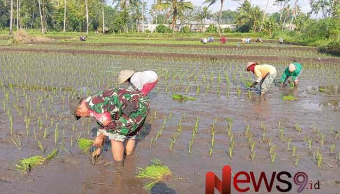 Turun ke Sawah, Babinsa Nguter Bantu Petani Optimalkan Tanam Padi