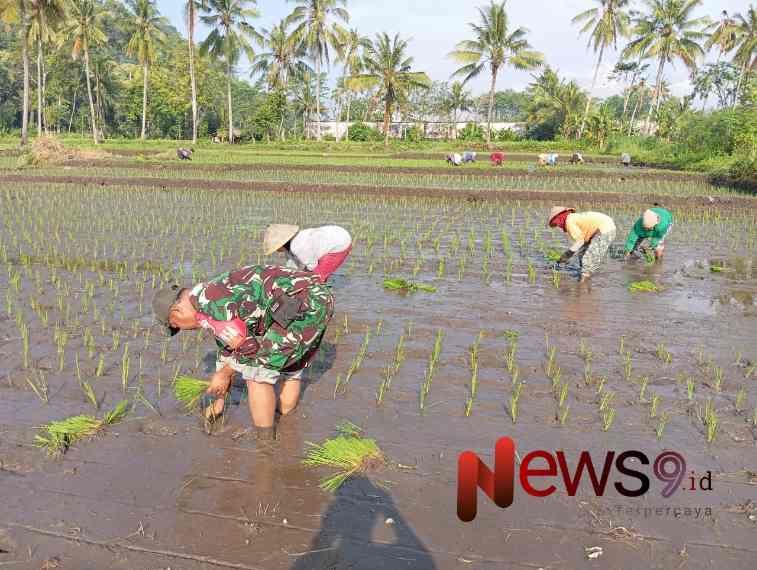 Foto: Sertu Eko Prasetyo, turut serta dalam kegiatan tanam padi bersama petani. @by_News9.id