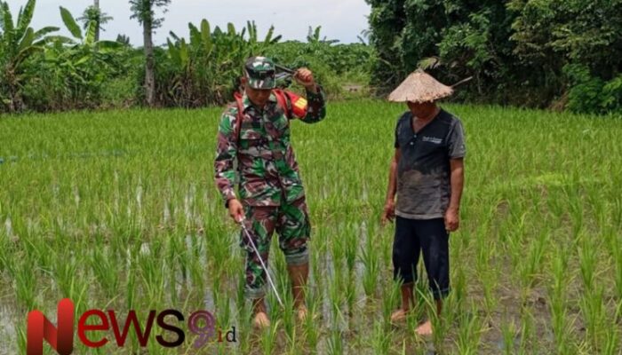 Wujud Pendampingan, Babinsa Pandanarum Bantu Penyemprotan Tanaman Padi 