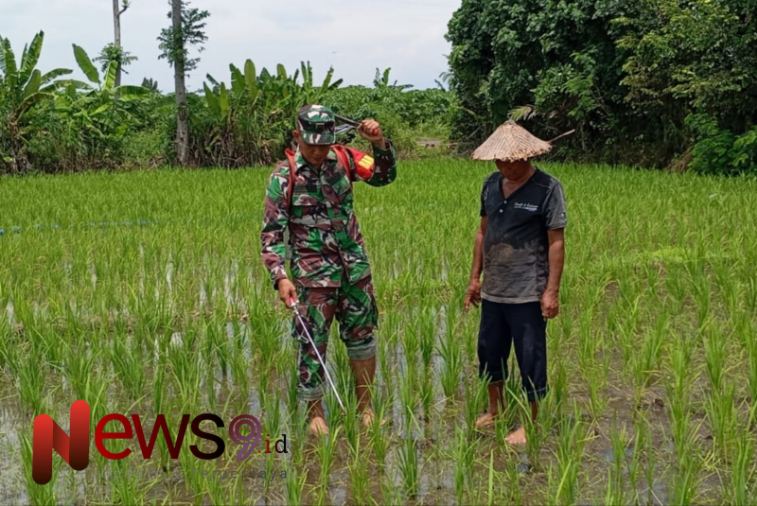 Foto: Serda M. Irfan Masruri, melaksanakan pendampingan penyemprotan padi. @by_News9.id