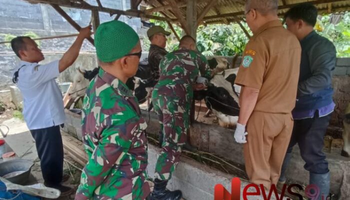 Penyuntikan Hewan Ternak di Desa Burno, Danki SSK TMMD ke-123 Dampingi Tim Medis