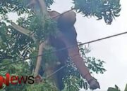 Pria di Sumenep ‘Meninggal’ Tersengat Listrik Saat Cari Pakan Ternak