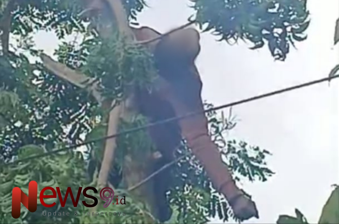 Foto: Korban Samawi (51), saat mengambil pakan ternak, @by_News9.id