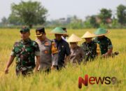 TNI Berkontribusi Nyata dalam Ketahanan Pangan, Wadanpusterad Pimpin Panen Raya di Lumajang