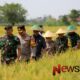 Foto: Mayjen TNI Herianto Syahputra, S.I.P., bersama Forkopimda Lumajang memimpin Panen Raya Padi secara simbolis. @by_News9.id