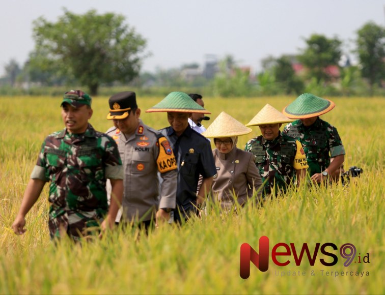 Foto: Mayjen TNI Herianto Syahputra, S.I.P., bersama Forkopimda Lumajang memimpin Panen Raya Padi secara simbolis. @by_News9.id