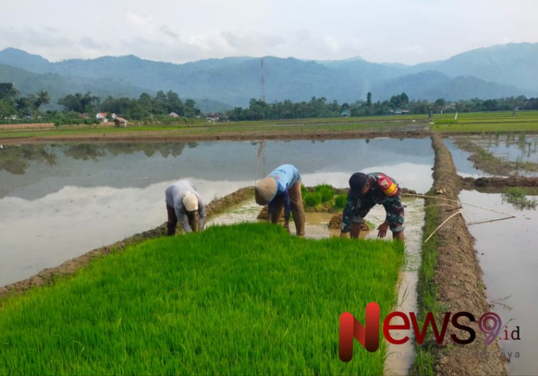 Foto: Peltu Dwi Hasim As’ari, melaksanakan pendampingan pemindahan bibit padi. @by_News9.id