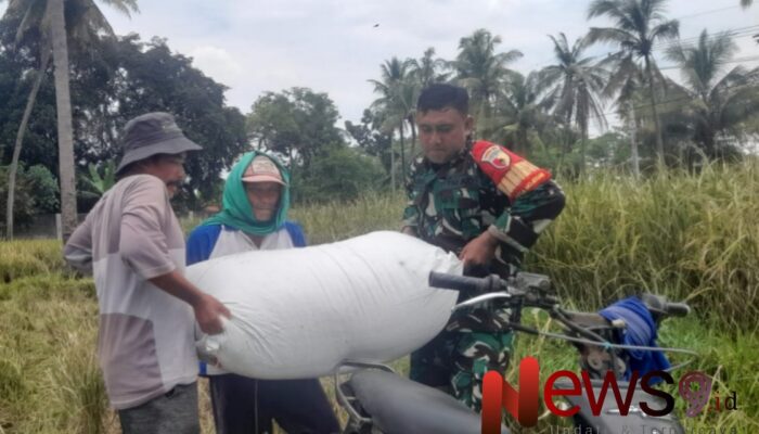 Panen Padi Berlimpah! Babinsa Mojosari Terus Dukung Petani