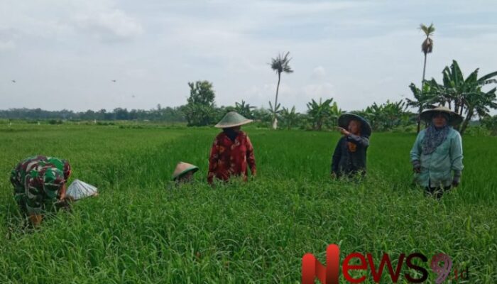 Demi Hasil Panen Optimal, Babinsa Kaliwungu Bantu Penyiangan Padi Petani 