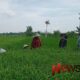 Foto: Serma Agus Rozak, turut membantu proses penyiangan lahan padi. @by_News9.id