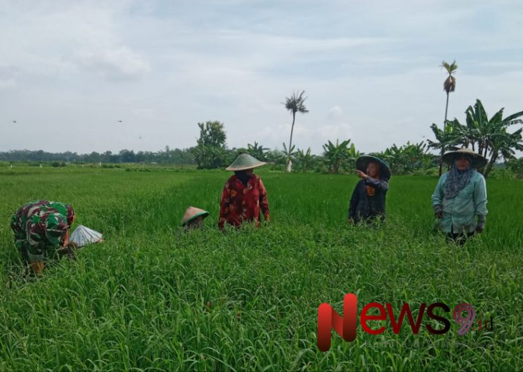Foto: Serma Agus Rozak, turut membantu proses penyiangan lahan padi. @by_News9.id