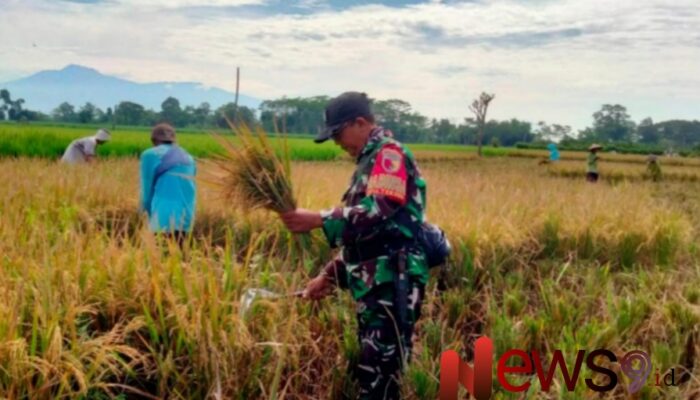 Pendampingan Babinsa Tekung, Panen Padi di Dusun Krajan Capai 2,5 Ton