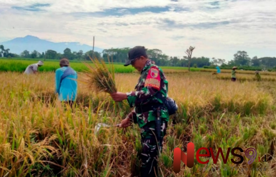 Foto: Serka Hariyanto, melaksanakan pendampingan panen padi. @by_News9.id