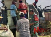 Panen Padi di Grati: Babinsa dan Petani Bersinergi Tingkatkan Produktivitas