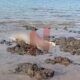Foto: Sesosok mayat laki-laki terapung di tepi pantai perairan. @by_News9.id