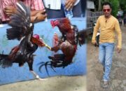 Sabung Ayam Marak di Pulau Sapudi, Aktivis Ancam Geruduk Kantor Polisi