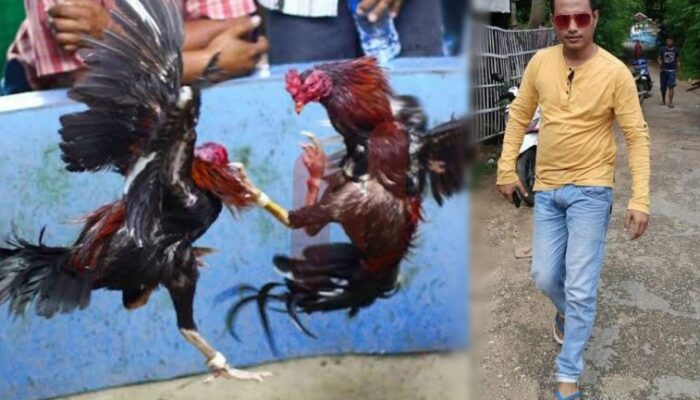 Sabung Ayam Marak di Pulau Sapudi, Aktivis Ancam Geruduk Kantor Polisi