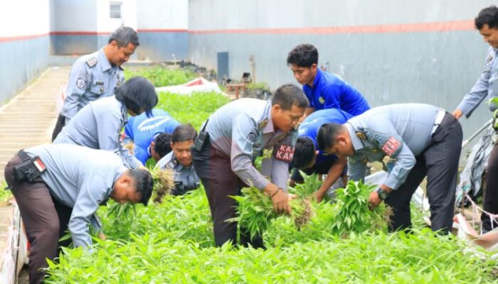 Maksimalkan Lahan Terbatas untuk Program Ketahanan Pangan, Lapas Banyuwangi Panen Kangkung