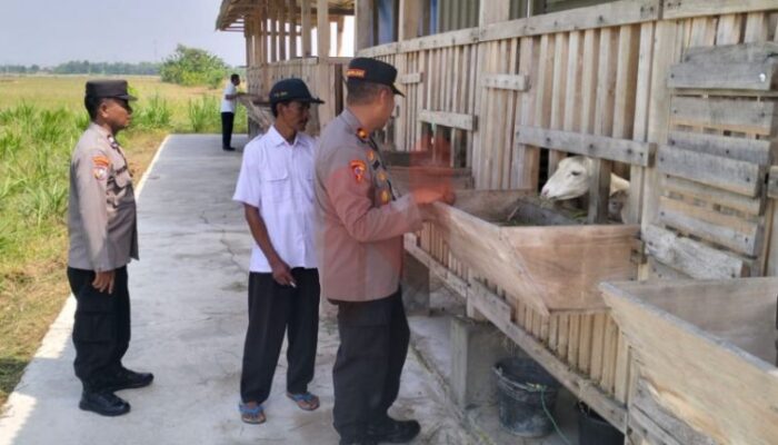 Dukung Swasembada Pangan, Kapolsek Babat Monitoring P2B di Peternakan Warga Desa Truni Kecamatan Babat