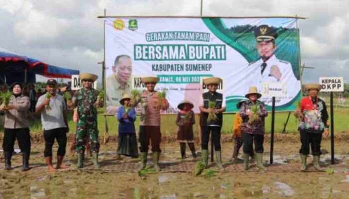 DKPP Sumenep Gencarkan Gerakan Tanam Padi, Wujud Nyata Ketahanan Pangan Berkelanjutan