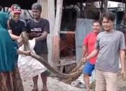 Kolam Terbengkalai di Sampang Jadi Habitat Reptil, Ular Sepanjang 3 Meter Ditemukan Warga