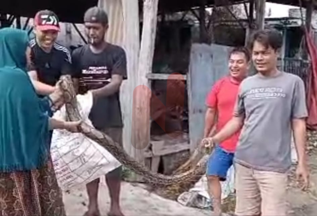 Foto: Warga hendak memasukkan ular dalam karung. @by_News9.id