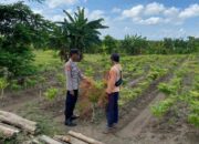 Polsek Laren Polres Lamongan Dorong Swasembada Pangan Lewat Pengecekan dan Penyuluhan Pekarangan Bergizi