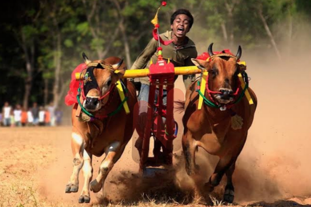 Foto: Budaya Madura, Karapan Sapi menyambut Bupati Sumenep Cup 2025 dan Karapan Sapi Piala Presiden 2025. @by_News9.id