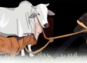 Pencurian Sapi di Sampang, Polisi Buru Pelaku yang Terekam CCTV