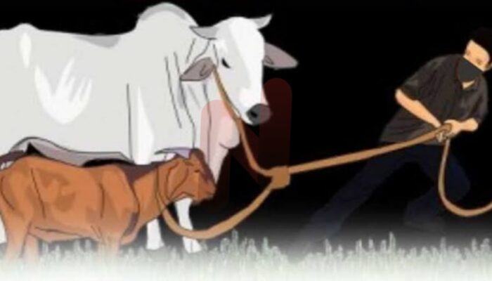 Pencurian Sapi di Sampang, Polisi Buru Pelaku yang Terekam CCTV