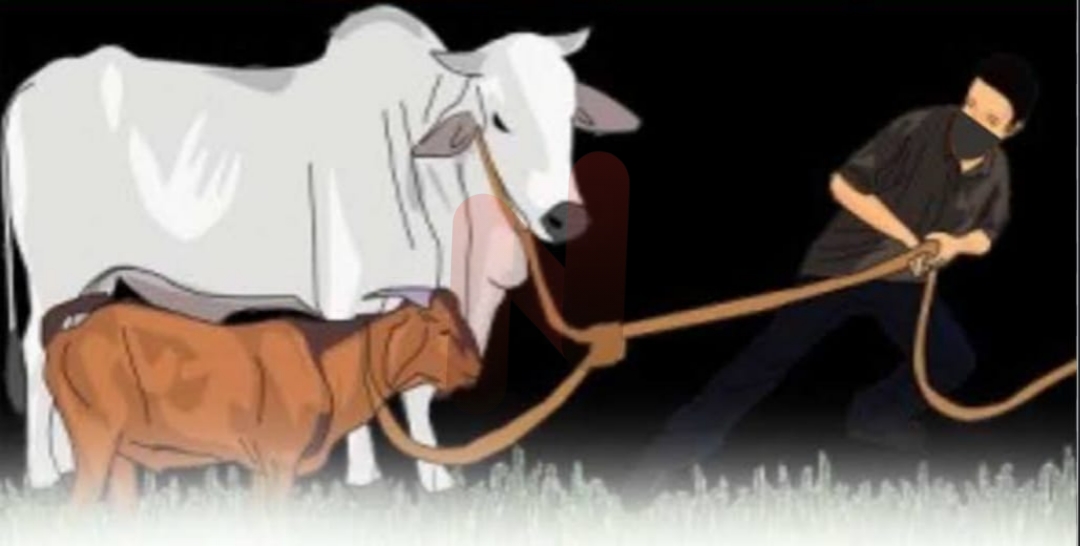 Foto: (ilustrasi) Seekor sapi milik warga Desa Napo Daya, Kecamatan Omben, dilaporkan raib dicuri maling. @by_News9.id