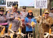 Polres Sumenep Panen Raya Jagung Serentak