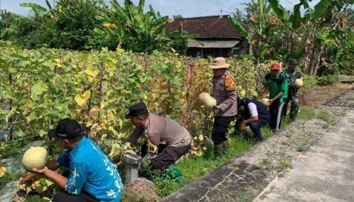 Polsek Karanggeneng Monitoring P2B, Kapolsek Petik Buah Melon Pertama