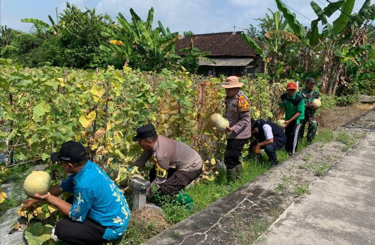 FOTO: Kapolsek Karanggeneng turut memetik buah melon pertama sebagai simbol dimulainya panen. @by_News9.id