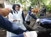 Vaksinasi Gratis PMK Diberikan ke Peternak di Lumajang Lewat Program Setor Madu