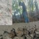 FOTO: Ketua GAWAT saat investigasi ke lokasi Jalan Beton di Dusun Kapasan Desa Baturasang Tambelangan Sampang. Selasa (22/7). @by_News9.id